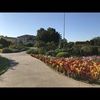 mv_1016